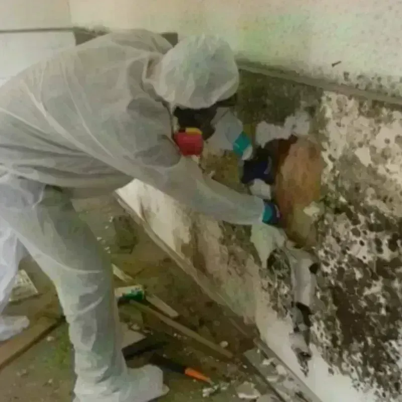 Mold Remediation and Removal in Cool, CA